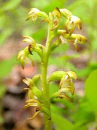 Attēlu rezultāti vaicājumam “Corallorhiza trifida”