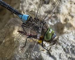 Attēlu rezultāti vaicājumam “Anax parthenope”