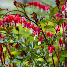 Image result for tränendes Herz