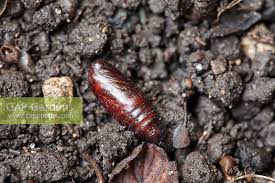 Attēlu rezultāti vaicājumam “Mamestra brassicae pupa”