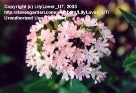 Image result for Lychnis chalcedonica `Dusky Salmon`