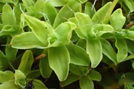 Attēlu rezultāti vaicājumam “Syntrichia”