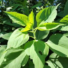 Attēlu rezultāti vaicājumam “Helianthus tuberosus leaf”