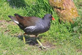 Attēlu rezultāti vaicājumam “Gallinula chloropus adult”