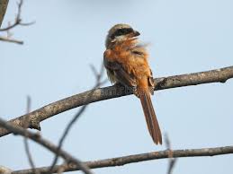 Attēlu rezultāti vaicājumam “Laniidae”