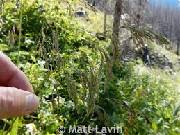 Attēlu rezultāti vaicājumam “Cinna latifolia leaf”
