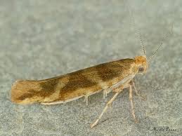 Attēlu rezultāti vaicājumam “Argyresthia goedartella”