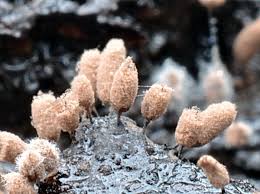 Attēlu rezultāti vaicājumam “Comatricha pulchella”