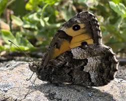 Attēlu rezultāti vaicājumam “Hipparchia semele”