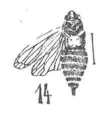 Attēlu rezultāti vaicājumam “Aphrophora nymph”