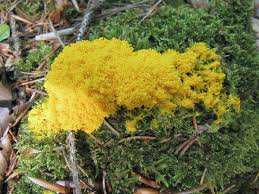 Attēlu rezultāti vaicājumam “Fuligo septica var. flava”