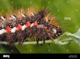 Attēlu rezultāti vaicājumam “Acronicta rumicis imago”