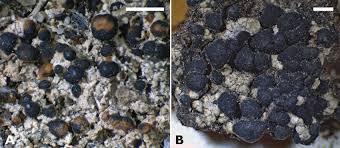 Attēlu rezultāti vaicājumam “Bacidia subincompta”