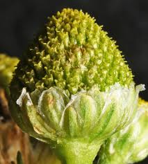 Attēlu rezultāti vaicājumam “Matricaria discoidea flower”