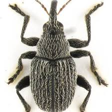 Attēlu rezultāti vaicājumam “Tetratoma fungorum”