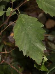 Attēlu rezultāti vaicājumam “Alnus incana leaf”