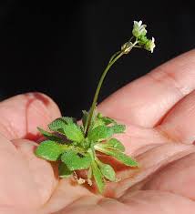 Attēlu rezultāti vaicājumam “Erophila verna fruit”
