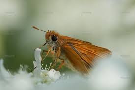 Attēlu rezultāti vaicājumam “Thymelicus lineola”