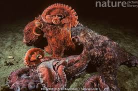 Image result for Enteroctopus dofleini