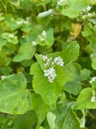 Attēlu rezultāti vaicājumam “Fagopyrum esculentum”