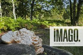 Attēlu rezultāti vaicājumam “Postia tephroleucus”