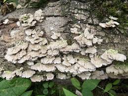 Attēlu rezultāti vaicājumam “Trichaptum abietinum”