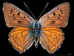 Attēlu rezultāti vaicājumam “Lycaena alciphron male”