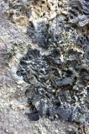 Attēlu rezultāti vaicājumam “Collema flaccidum”