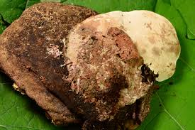 Attēlu rezultāti vaicājumam “Sporophagomyces chrysostomus”