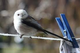 Attēlu rezultāti vaicājumam “Aegithalos caudatus adult”