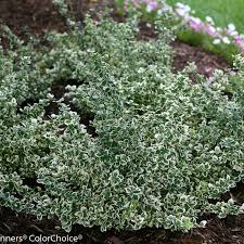 Attēlu rezultāti vaicājumam “Euonymus”