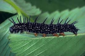 Attēlu rezultāti vaicājumam “Inachis io”