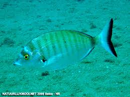 Image result for Diplodus puntazzo