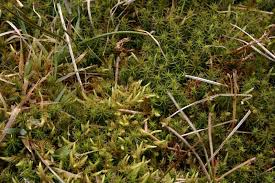 Attēlu rezultāti vaicājumam “Philonotis”