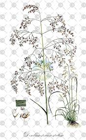 Attēlu rezultāti vaicājumam “Danthonia decumbens fruit”