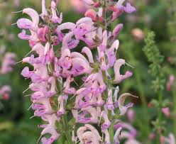 Image result for Salvia pratensis `Rose Rhapsody