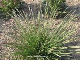 Attēlu rezultāti vaicājumam “Festuca ovina flower”