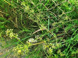 Attēlu rezultāti vaicājumam “Galium album flower”