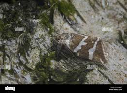 Attēlu rezultāti vaicājumam “Deltote bankiana”