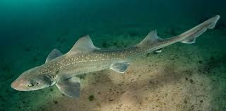 Image result for Mustelus antarcticus