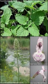 Image result for Nepeta cataria