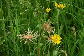 Attēlu rezultāti vaicājumam “Tragopogon pratensis subsp. pratensis”