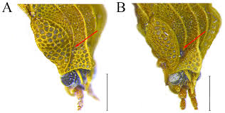 Attēlu rezultāti vaicājumam “Physatocheila smreczynskii”