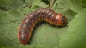 Attēlu rezultāti vaicājumam “Cossus cossus larva”