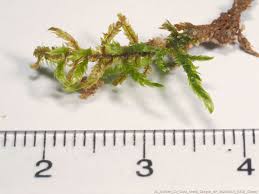 Attēlu rezultāti vaicājumam “Calliergonella lindbergii”