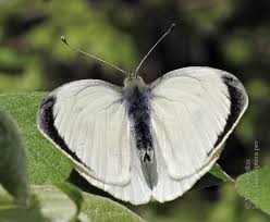 Attēlu rezultāti vaicājumam “Pieris brassicae male”