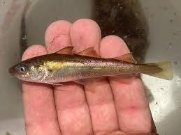 Image result for Microgadus tomcod