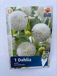Image result for Dahlia `Snowflake`