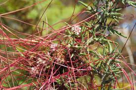 Attēlu rezultāti vaicājumam “Cuscuta epithymum subsp. trifolii flower”