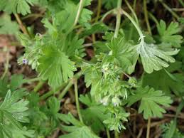 Attēlu rezultāti vaicājumam “Geranium pusillum leaf”